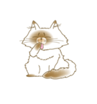 ヒマラヤンネコ ひまお（個別スタンプ：37）