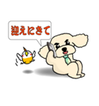 トイプードルのクウタ君（個別スタンプ：19）