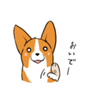 コーギー犬。（個別スタンプ：35）