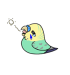 セキセイズ（個別スタンプ：10）