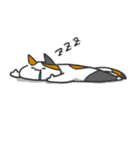 しゃき猫（個別スタンプ：19）