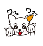 キラキラ★チワワ（個別スタンプ：12）