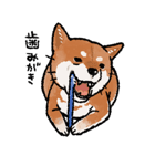 柴犬のふじ（個別スタンプ：12）
