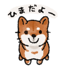 柴犬のふじ（個別スタンプ：29）
