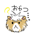 モルモットのたんぽぽ（個別スタンプ：9）