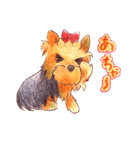ほのぼのヨーキー（個別スタンプ：24）