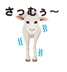 野性動物（個別スタンプ：17）
