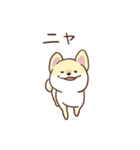 柴犬カットのポメラニアン（個別スタンプ：21）