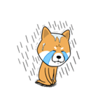 The Dogs - Shiba Inu 'Rui'（個別スタンプ：34）
