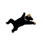 BLACK BEAR（個別スタンプ：17）