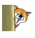 Shiba Dog PanPan's normal life（個別スタンプ：20）