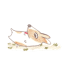 Toast, the lovely Corgi！（個別スタンプ：26）