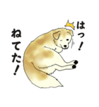 犬の日常。（個別スタンプ：27）