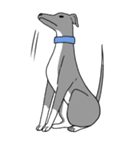 イタグレとふつうの犬（個別スタンプ：6）