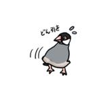 桜文鳥チャッピー第二弾（個別スタンプ：3）