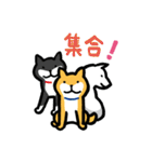 柴犬さんのツボ vol.2（個別スタンプ：13）