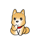 柴犬さんスタンプ（個別スタンプ：11）