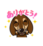 iinu ダックスフンド（個別スタンプ：3）