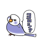 "セキセイインコの日常" 鳥さんと一緒04（個別スタンプ：1）