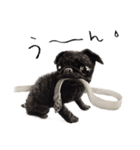 Boku Pug（個別スタンプ：9）