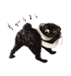 Boku Pug（個別スタンプ：10）