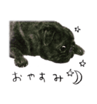 Boku Pug（個別スタンプ：32）