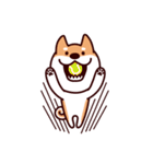 柴犬がゆく！（個別スタンプ：8）