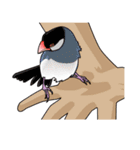 文鳥スタンプ P.01（個別スタンプ：15）
