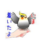 インコな日常 2.1（個別スタンプ：1）