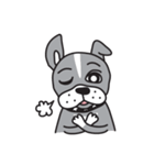 ～ペチャ犬バロン～ボストンテリア×パグ（個別スタンプ：15）