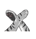 Cat American Shorthair(English ver.)（個別スタンプ：18）