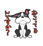 ボストン・ボス（個別スタンプ：12）