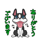 ボストン・ボス（個別スタンプ：16）