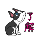 ボストン・ボス（個別スタンプ：34）