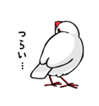 文鳥の日々（個別スタンプ：31）
