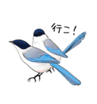 日本の野鳥1（個別スタンプ：2）