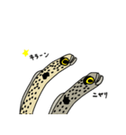 チンアナゴーズ（個別スタンプ：23）