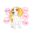ビーグル犬の台湾さんぽ（個別スタンプ：37）