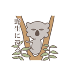 ふてぶてコアラ（個別スタンプ：40）