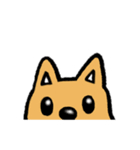 柴犬のしっぽ（個別スタンプ：23）