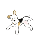 Fox Terrier（個別スタンプ：31）