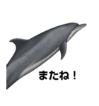 リアルなイルカのあいさつ（個別スタンプ：11）