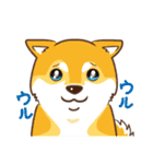 柴専（柴犬専用）（個別スタンプ：11）