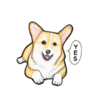 コーギーの毎日（個別スタンプ：38）