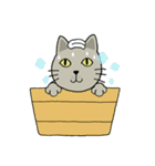 momo cat（個別スタンプ：4）