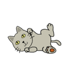 momo cat（個別スタンプ：28）