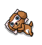 帰り待つトイプードル（個別スタンプ：17）