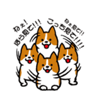 しつこい犬（個別スタンプ：31）