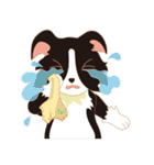 Border Collie~Bei（個別スタンプ：3）