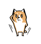 元気な柴ワン（個別スタンプ：1）